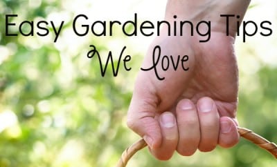 Gardening Tips of House Dictionary Design
