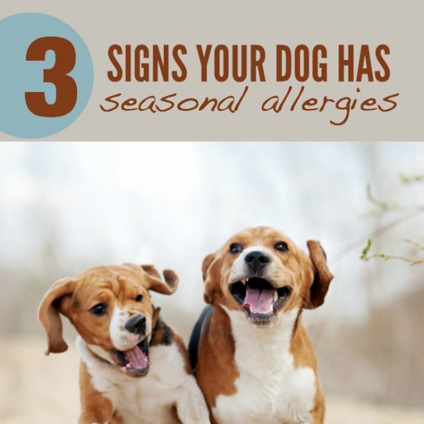 3 Ways To Tell Your Dog Has Seasonal Allergies Itchypetseeyourvet