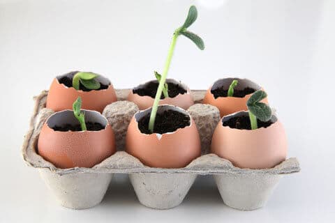 Use egg shells as plant starter holders.