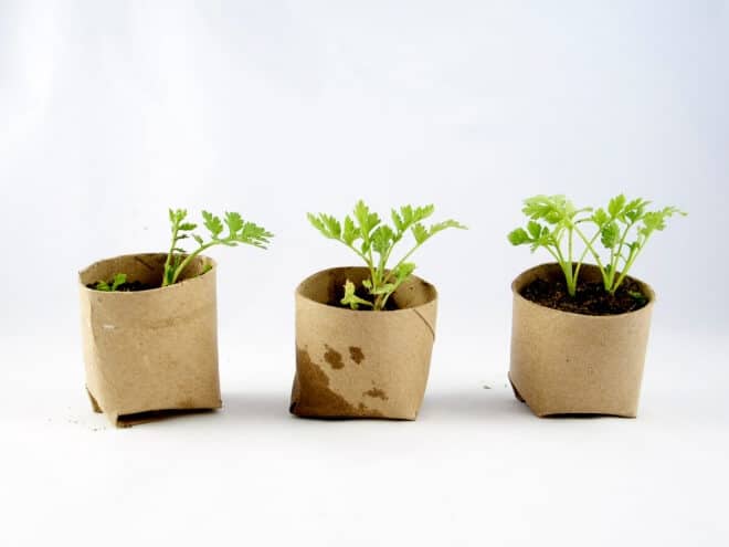 Make your own Biodegradable Toilet Paper Roll Planters
