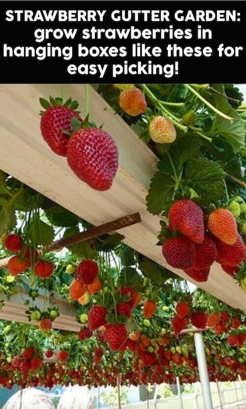 Grow your own strawberries from gutters!