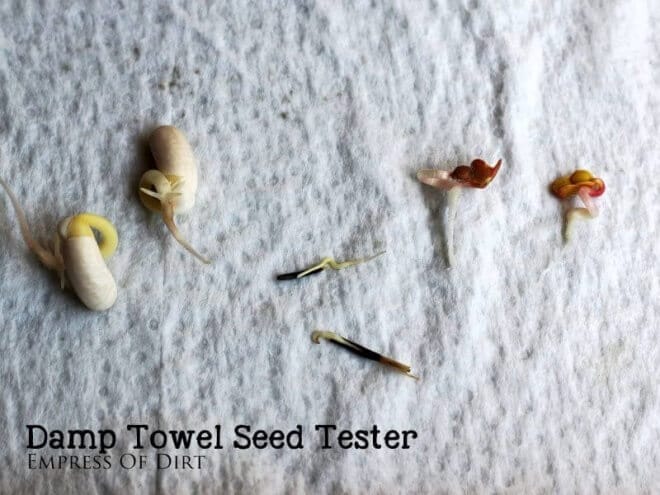 Wondering how to test if old packets of seeds are still viable? Try this damp towel seed tester.