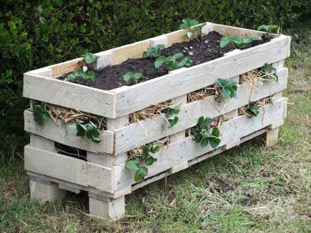 Plant strawberries in your garden with this DIY pallet planter