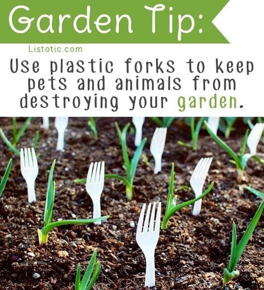 Use plastic forks to stop animals destroying your garden