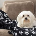 Keeping Doggie Happy: No Sew Blanket + More Ideas