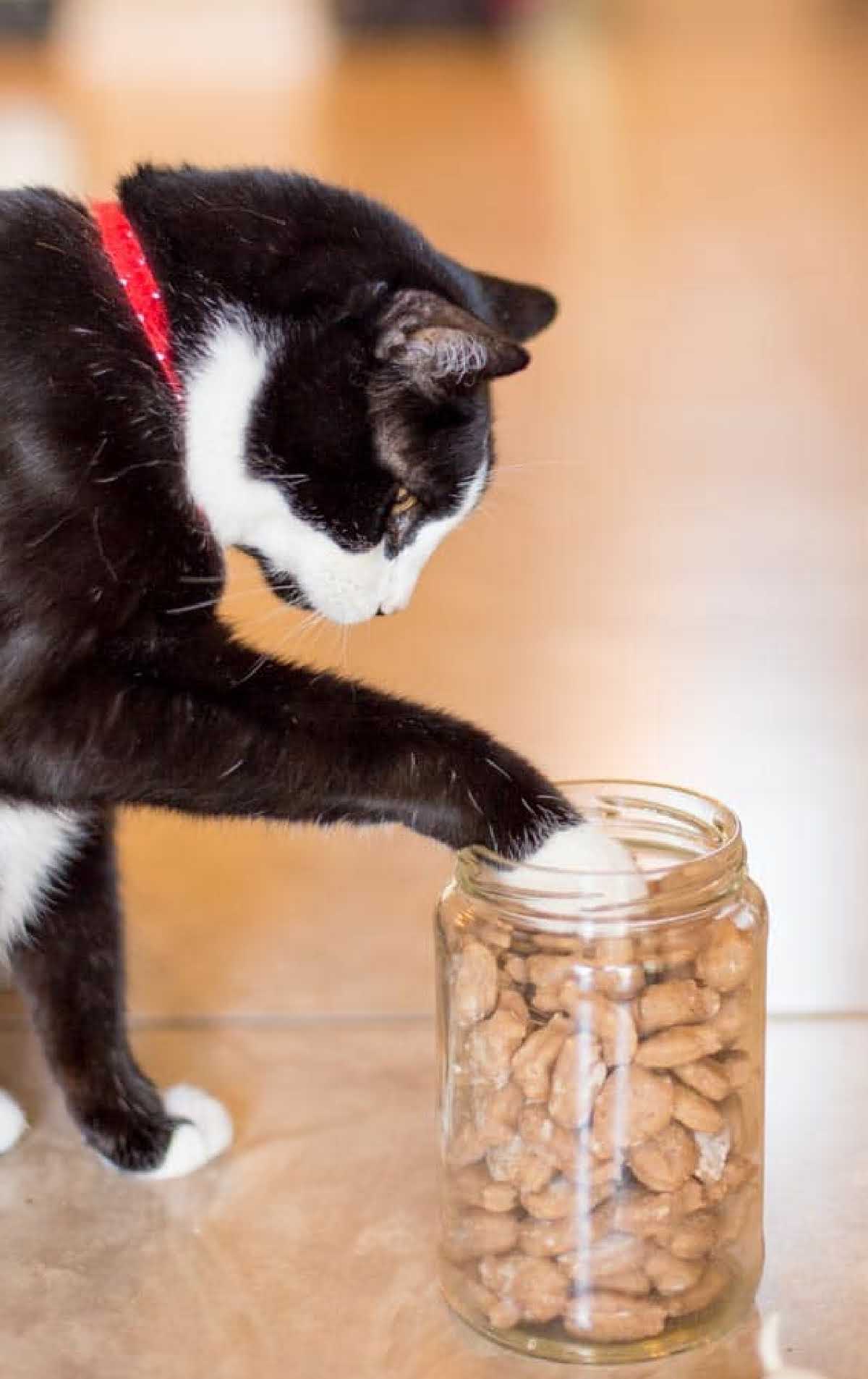 a jar of homemade cat treats with a cat