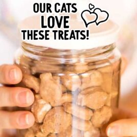 a jar of homemade cat treats