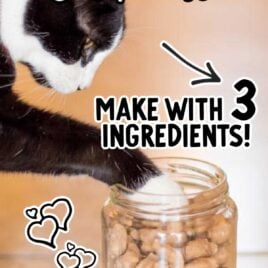 a jar of homemade cat treats with a cat