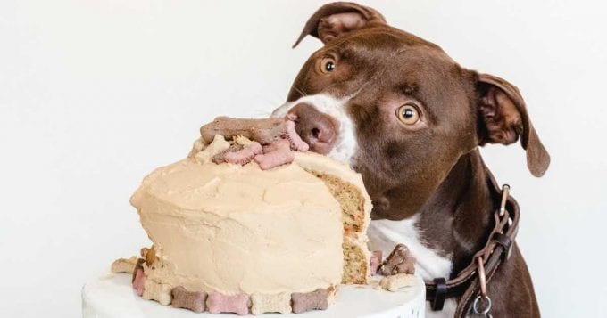 dogs eating birthday cake