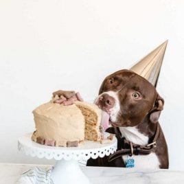 dog birthday cake on a cake dish with a dog eating it