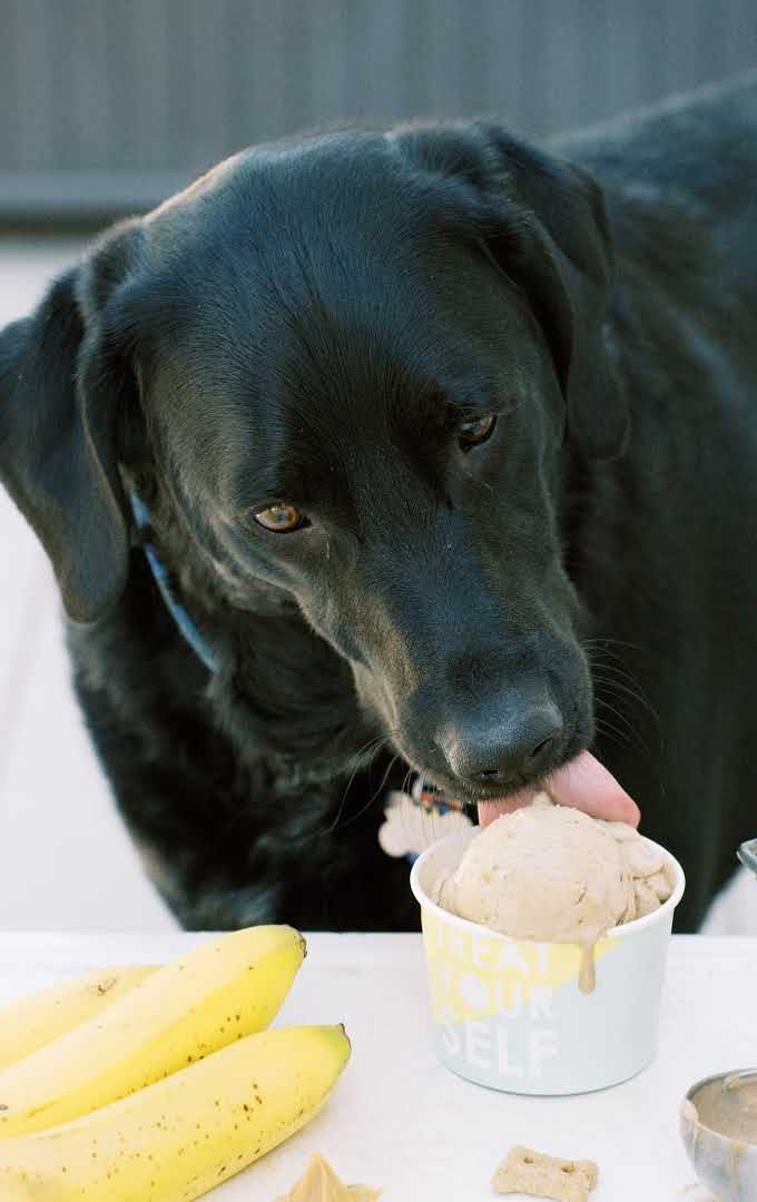 close up shot of dog eating scoops of dog ice cream in a cup