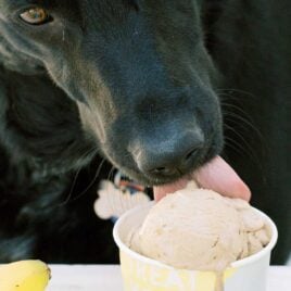 close up shot of dog eating scoops of dog ice cream in a cup