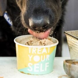close up shot of a dog licking a cup of dog ice cream
