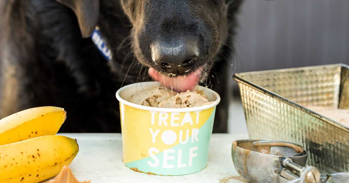 Peanut Butter Ice Cream for Dogs, HGTV Design Blog – Design Happens