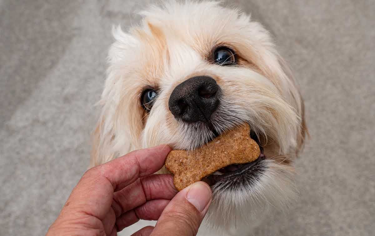 Small fluffy white and tan dog sniffing a homemade bone-shaped dog treat held in a person’s hand.