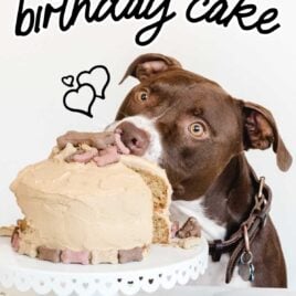 dog birthday cake on a cake dish with a dog eating it