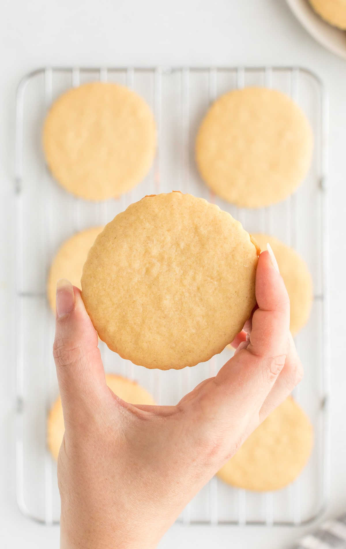 overhead shot of Cut-Out Sugar Cookies