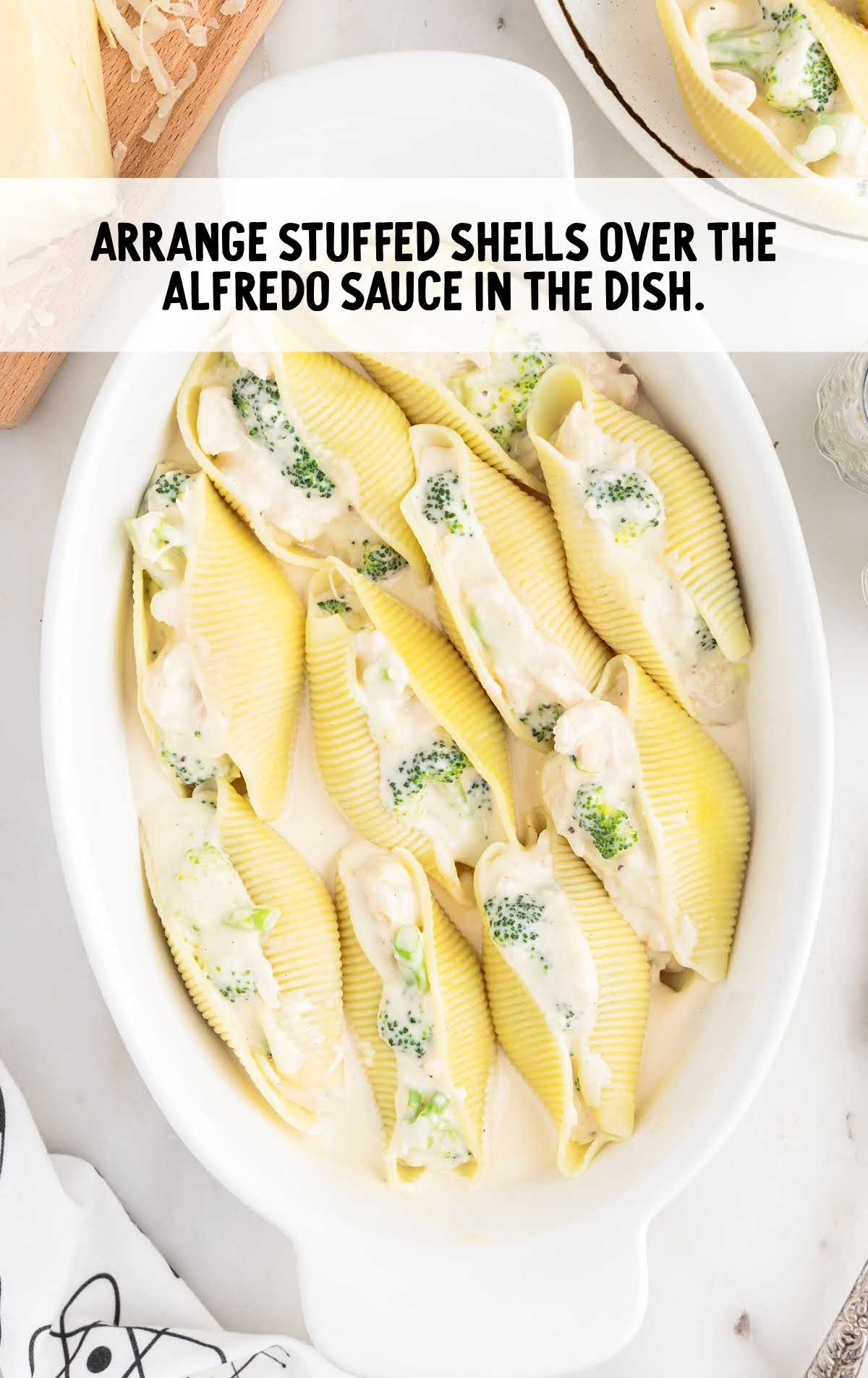 stuffed shells arranged over the Alfredo sauce
