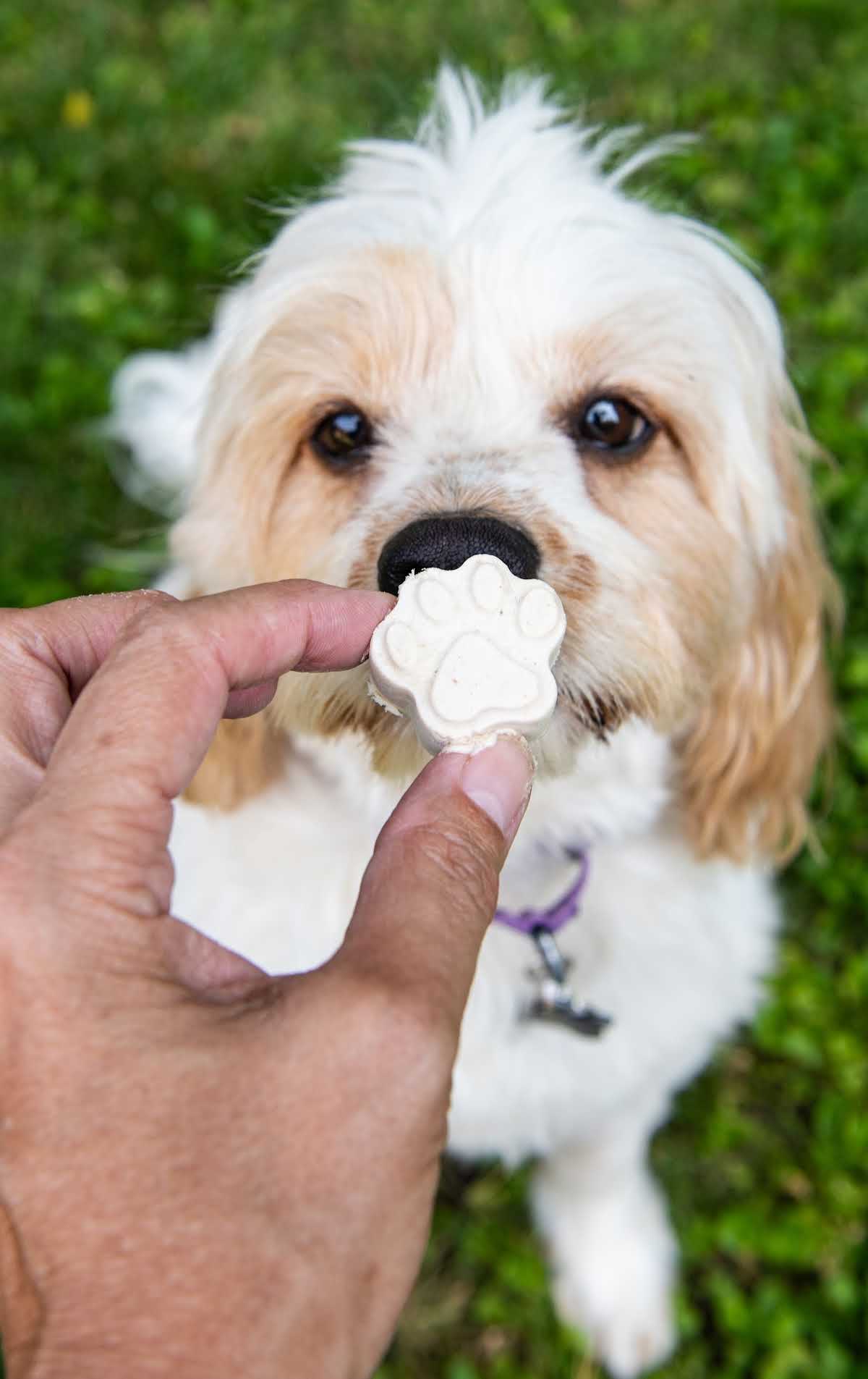 a dog with a Frozen Dog Treat