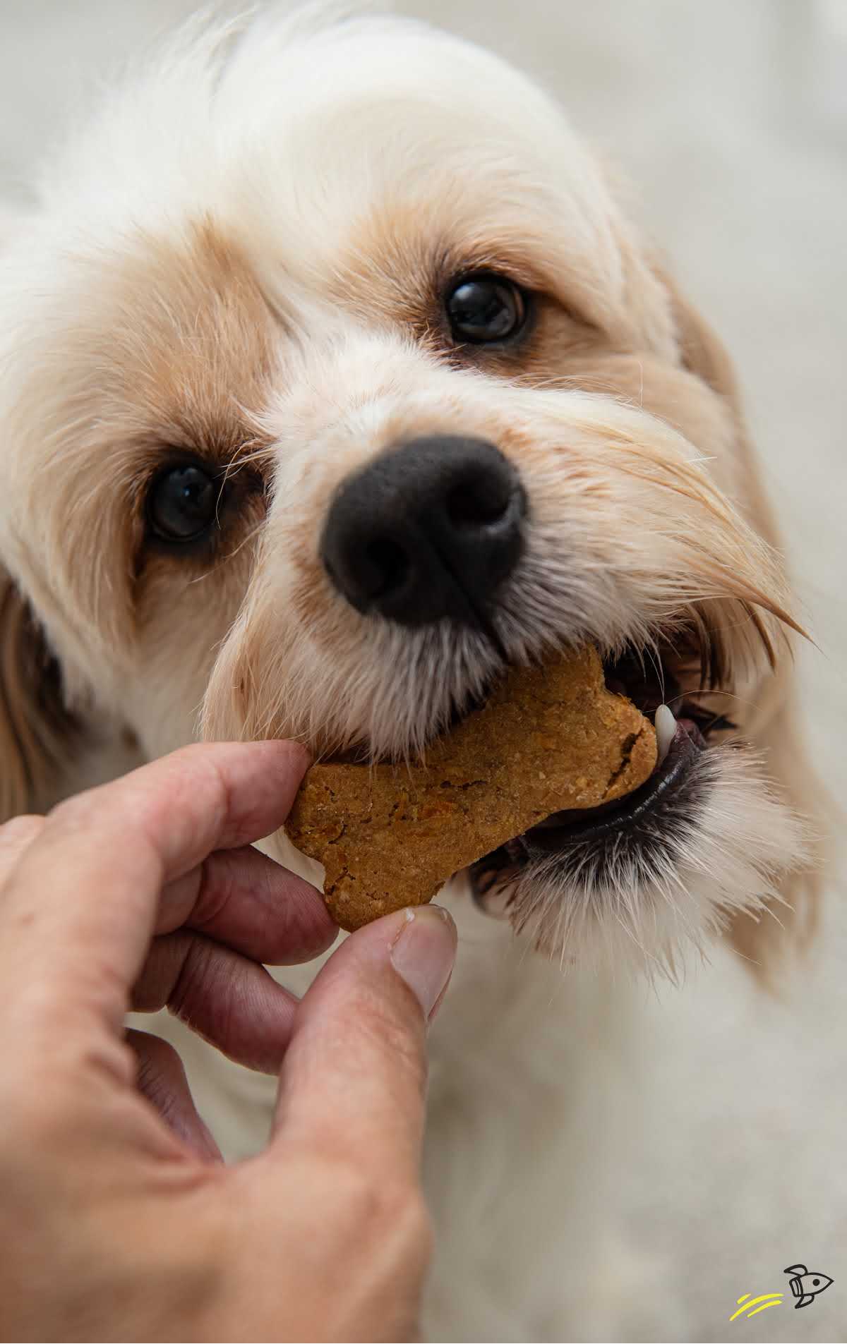 a dog biting a Carrot Dog Treats