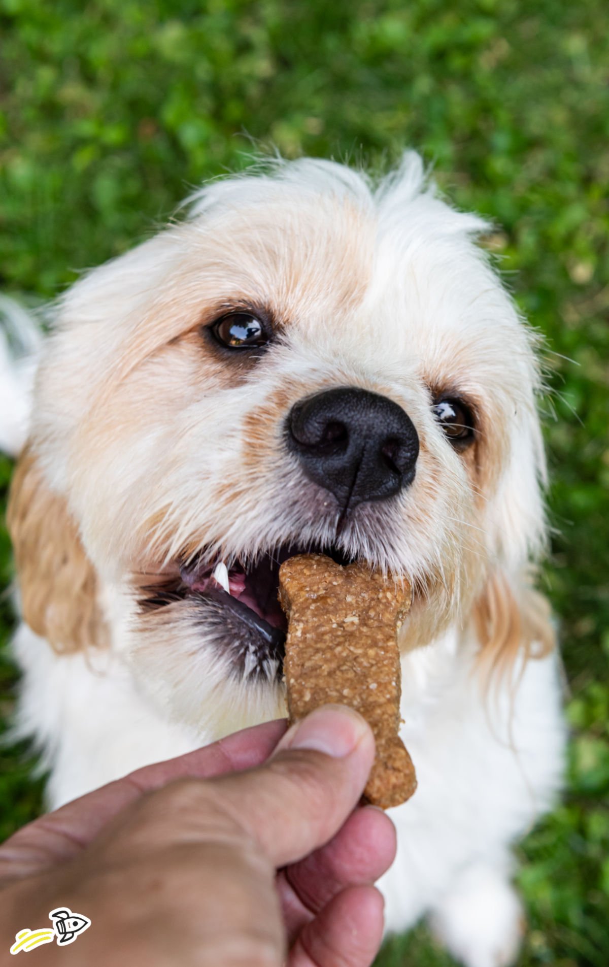 Dog happily eating a homemade banana dog treat shaped like a bone.