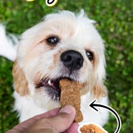 Dog eating a homemade banana dog treat with text overlay advertising three-ingredient banana dog treats.