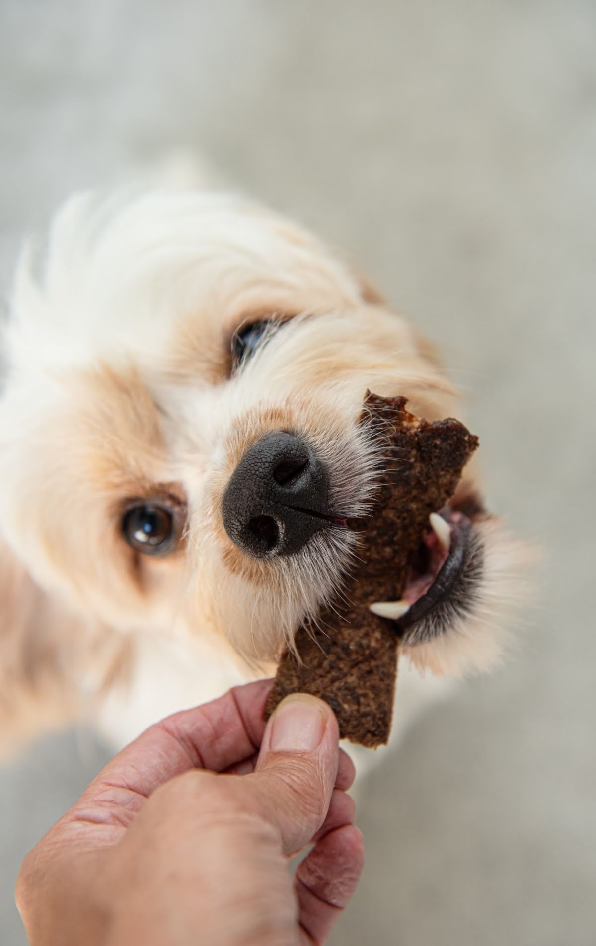 Dog happily chewing a piece of homemade beef jerky treat.