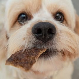 Close-up of a light-colored dog holding a piece of Beef Jerky for Dogs in its mouth, looking up with wide eyes.