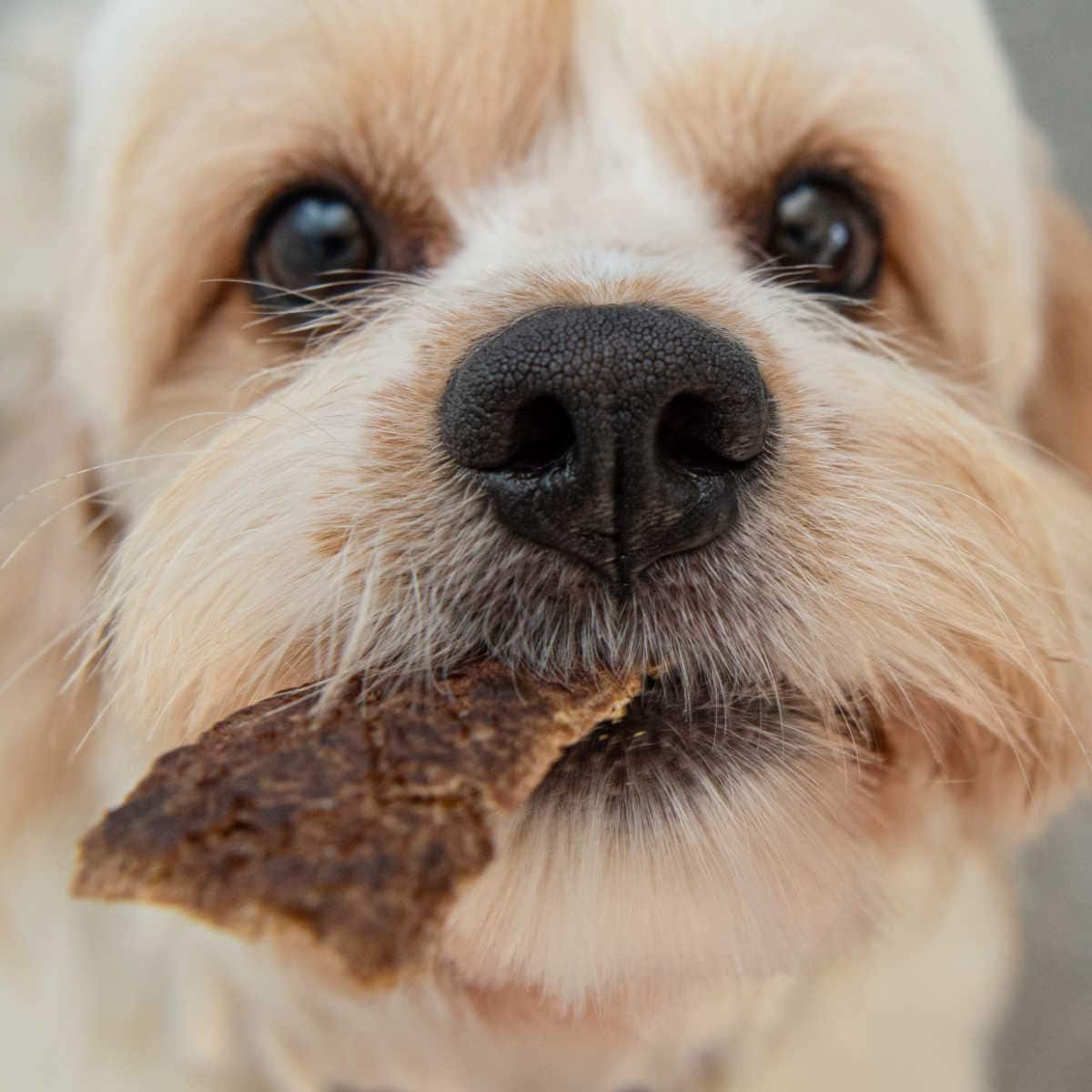 Close-up of a light-colored dog holding a piece of Beef Jerky for Dogs in its mouth, looking up with wide eyes.