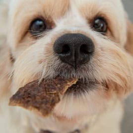 Close-up of a fluffy light brown dog holding a piece of Beef Jerky for Dogs in its mouth, looking up with big, dark eyes.