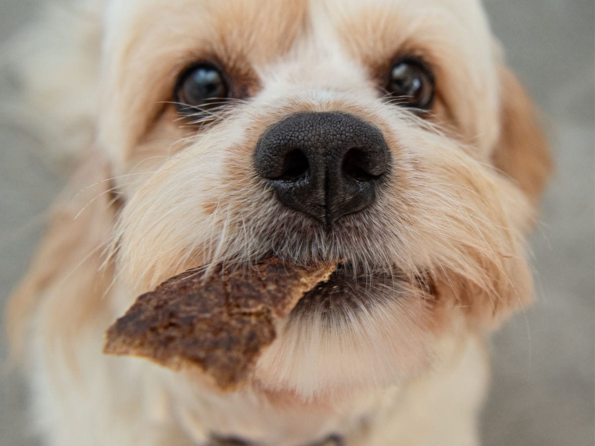Close-up of a fluffy light brown dog holding a piece of Beef Jerky for Dogs in its mouth, looking up with big, dark eyes.